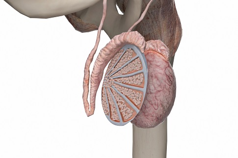 睾丸疼痛是怎么回事得从这5个方面找找原因