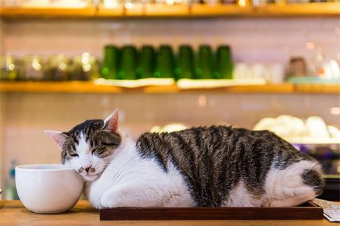 1675895623242876.jpg 摄图网_500539473_banner_午睡的猫(非企业商用).jpg