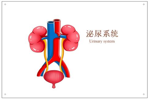 1710407206909808.jpg 摄图网_401791916_泌尿系统医疗插画(企业商用).jpg